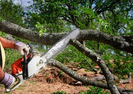 Best Fruit Tree Pruning  in Oostburg, WI