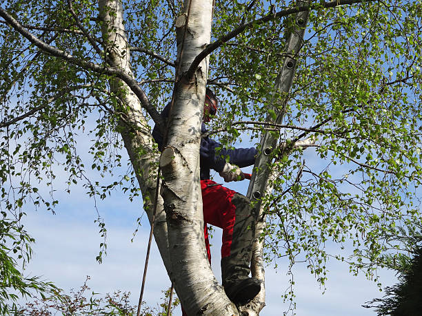 Best Tree Trimming and Pruning  in Oostburg, WI